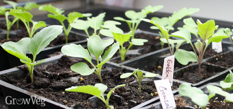Growing cabbage seedlings under grow lights