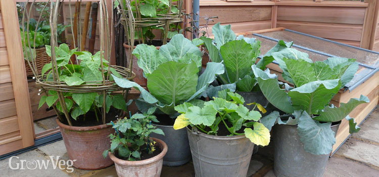 Feeding vegetables grown in containers on a patio