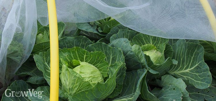 Cabbages protected by netting