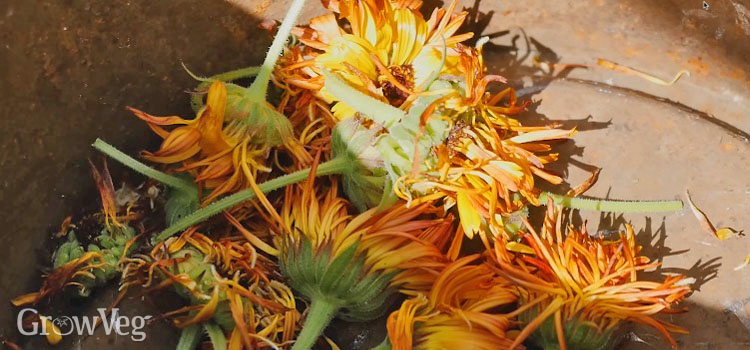 Deadheading calendula