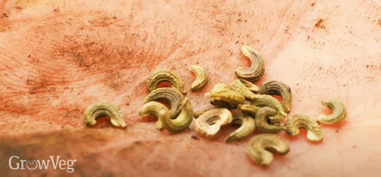 Calendula seeds