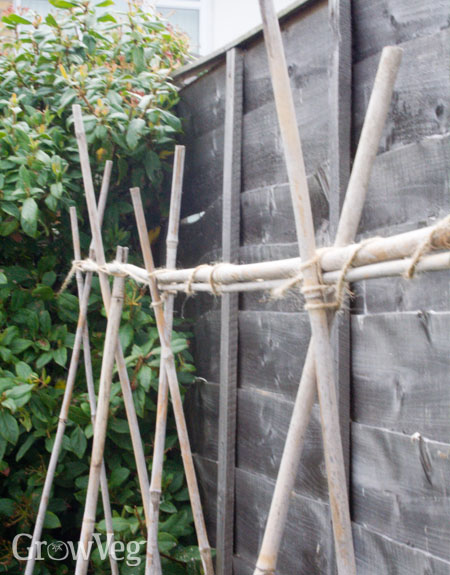 Bamboo canes for pea and bean support