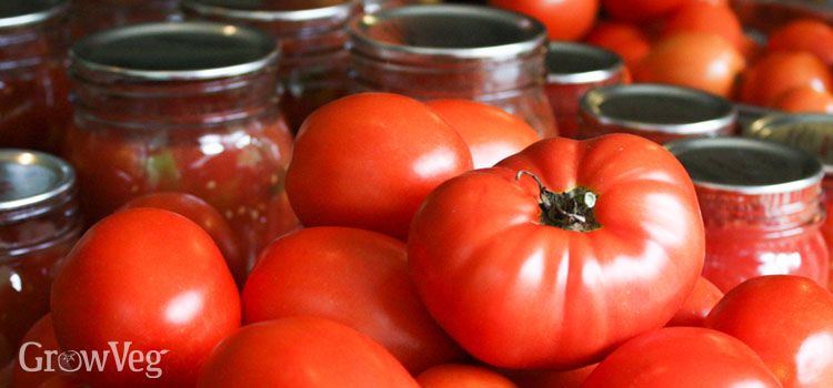 Tomatoes for canning