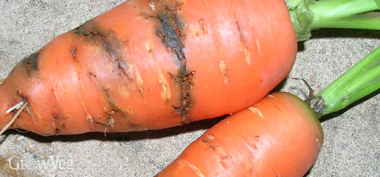 “Carrot