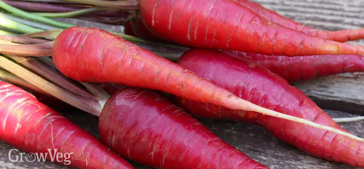 Red carrots'