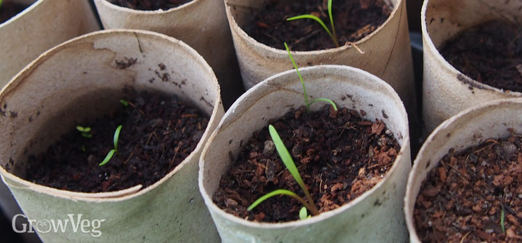 Carrot seedlings in toilet paper tubes