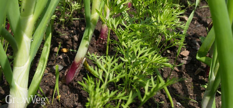 Onions planted alongside carrots to protect against carrot fly