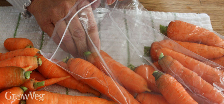 Checking stored carrots