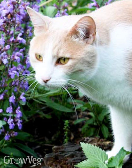 Cat Astrophe 10 Spring Flowers