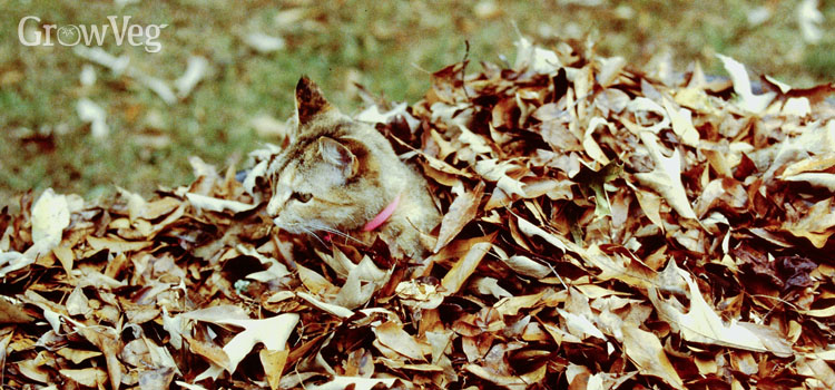 A cat enjoying playing in fallen leaves