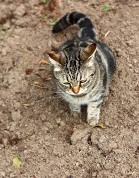 Keeping Cats Off Vegetable Beds, How To Keep Feral Cats Out Of Vegetable Garden
