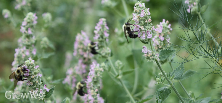 Bees attracted to catmint flowers