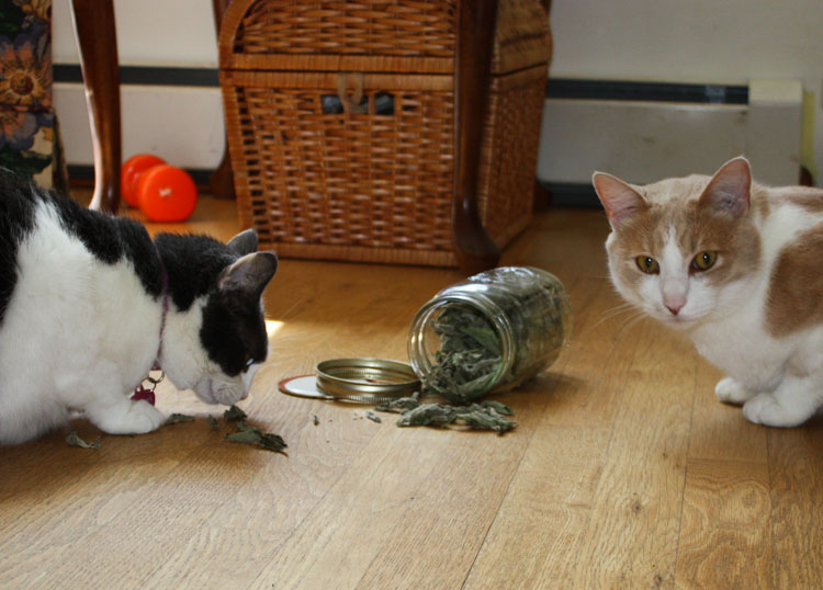 Cats love catnip/catmint