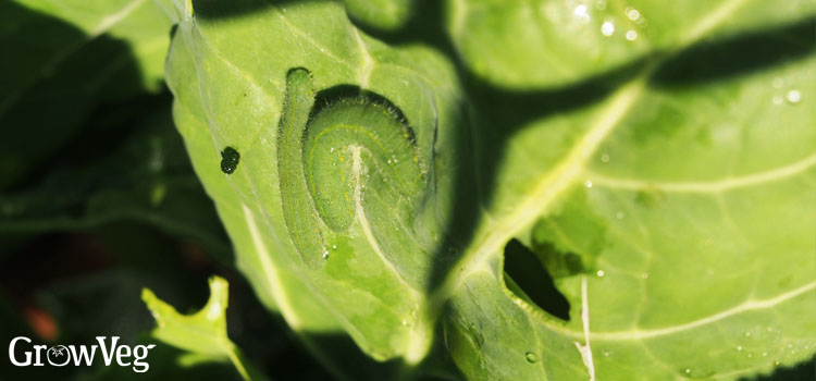Cabbage white caterpillars