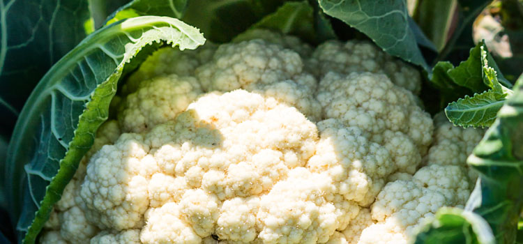 Cauliflowers can benefit from additional boron