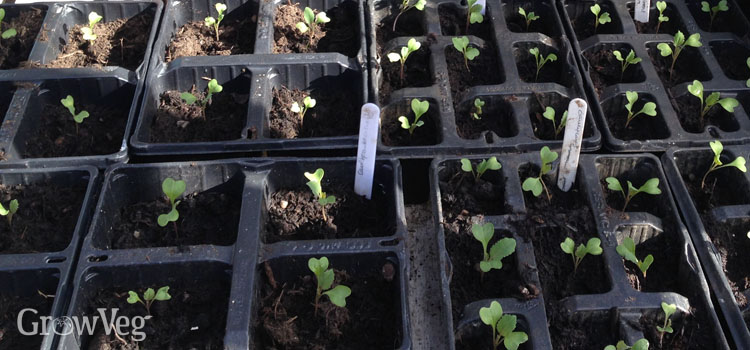 Early-planted cauliflower seedlings in module trays
