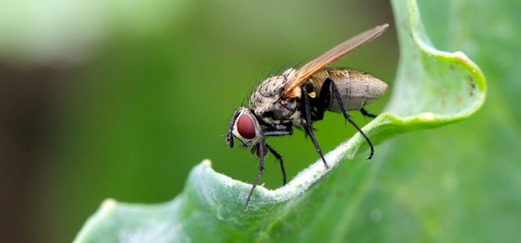 Cabbage root fly