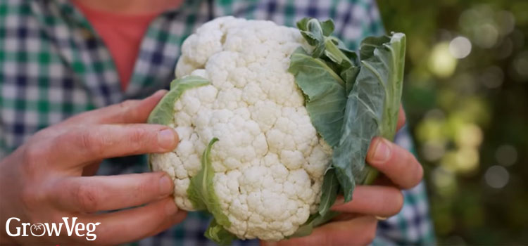 Harvested cauliflower