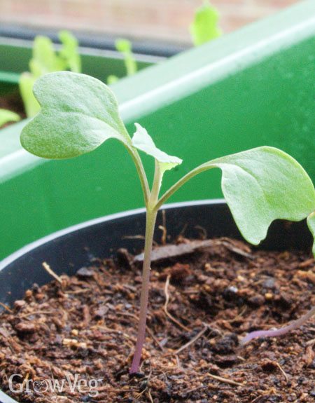 Cauliflower seedling