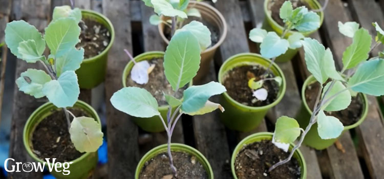 Caulifllower seedlings