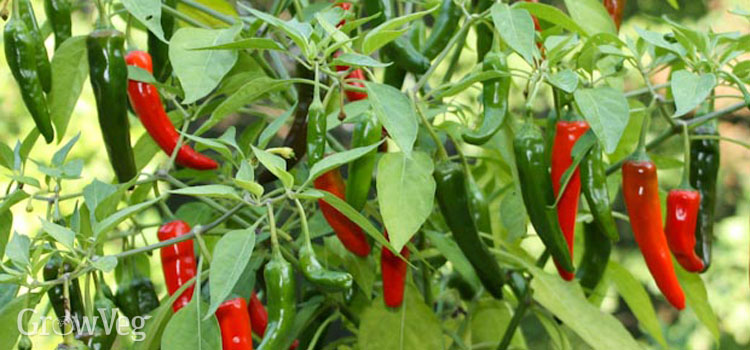 Cayenne chillies in a pot