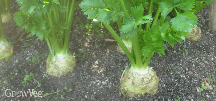 Celeriac growing in the garden