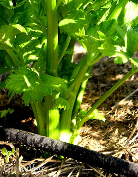 Celery watered by a drip hose