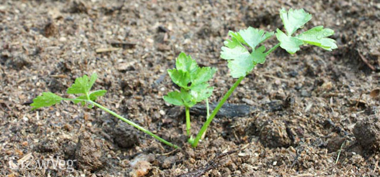https://gardenplannerwebsites.azureedge.net/blog/celery-seedling-2x.jpg