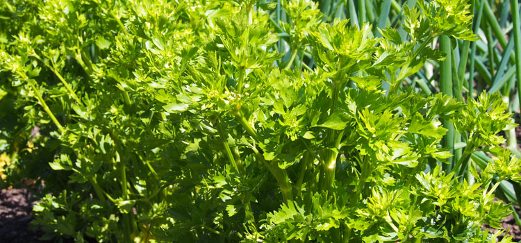 https://gardenplannerwebsites.azureedge.net/blog/celery-sowing-to-harvest-growing-2x.jpg
