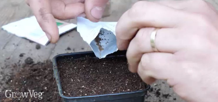 Growing Celery from Sowing to Harvest