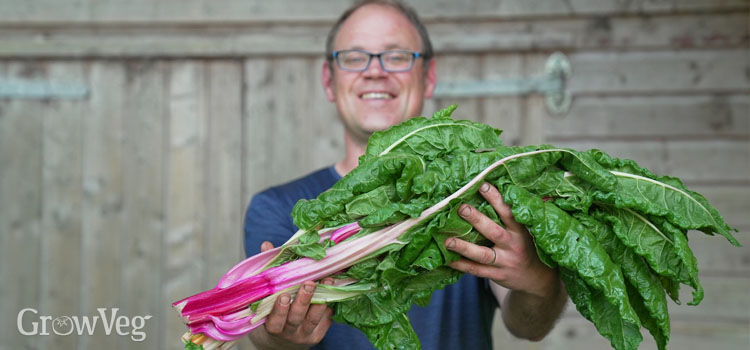 Ben with an armful of Swiss chard