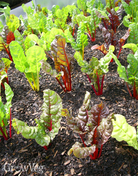 Swiss chard