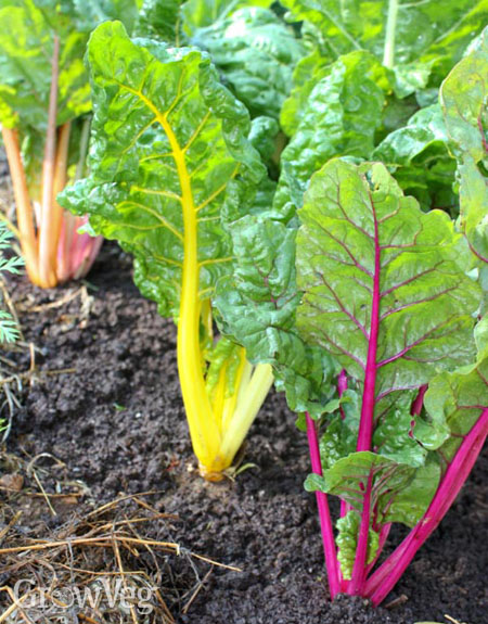 Colourful Swiss chard