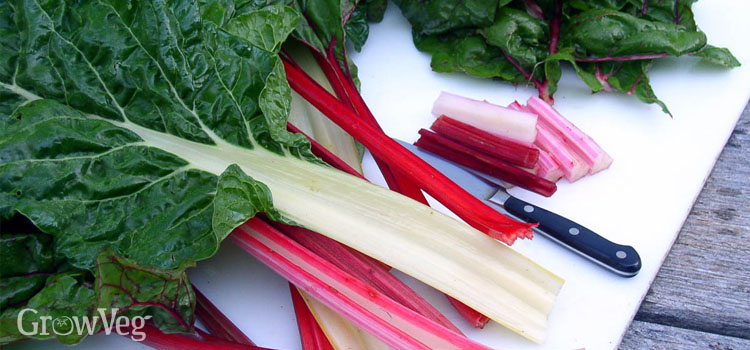 Harvested Swiss chard