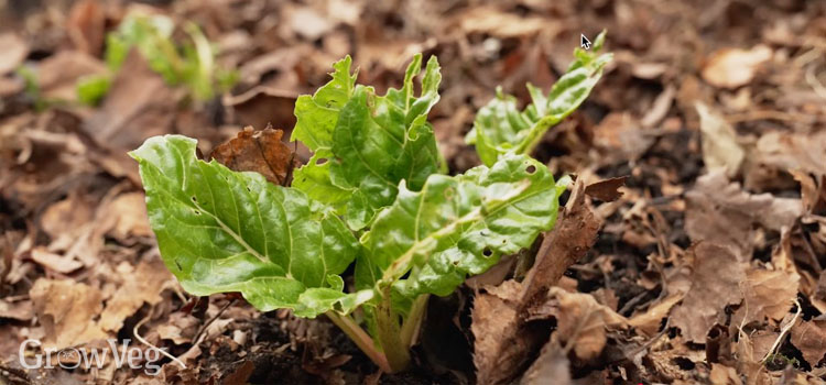 Chard with a leaf mulch