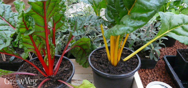 Chard in pots