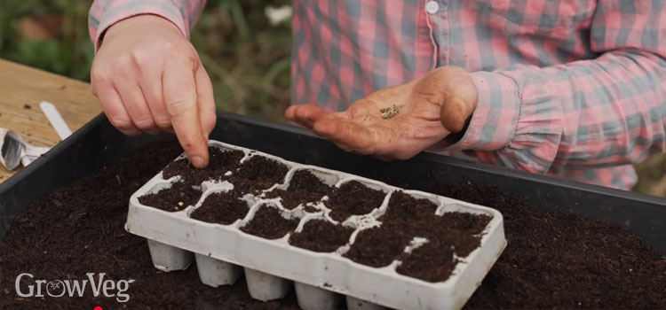 Sowing chard