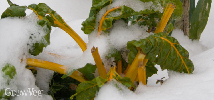 Chard in the snow