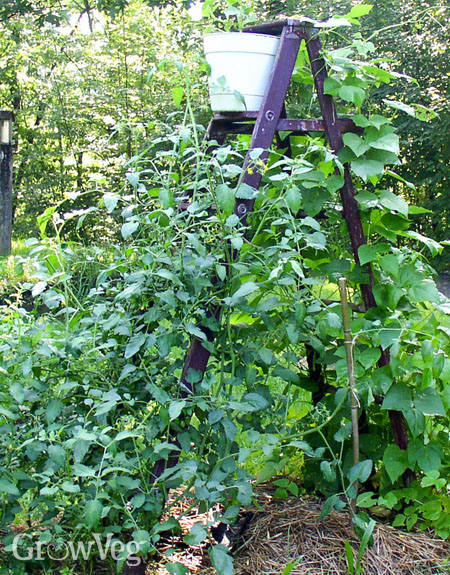 Ladder planter