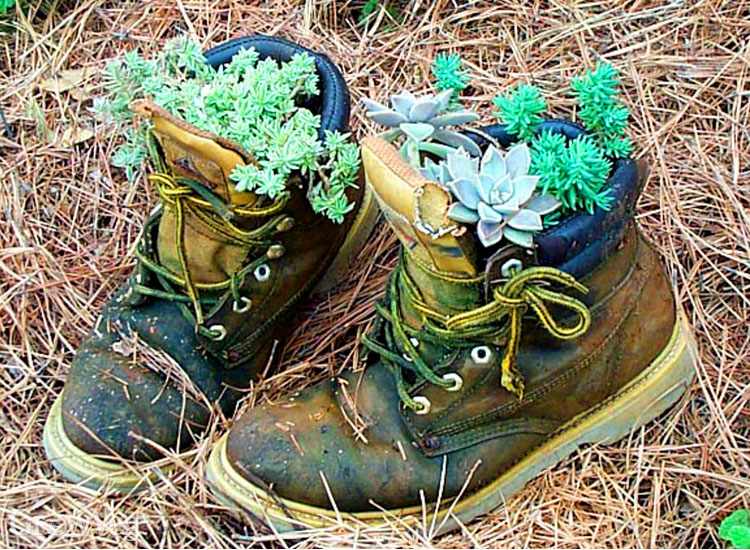 Sedums planted in old boots