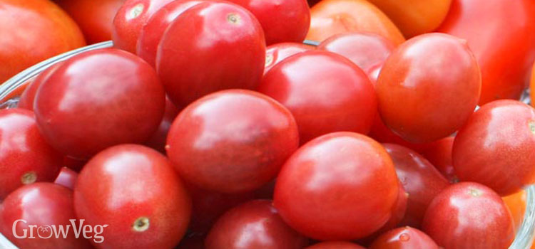 https://gardenplannerwebsites.azureedge.net/blog/cherry-tomatoes-bowl-2x.jpg