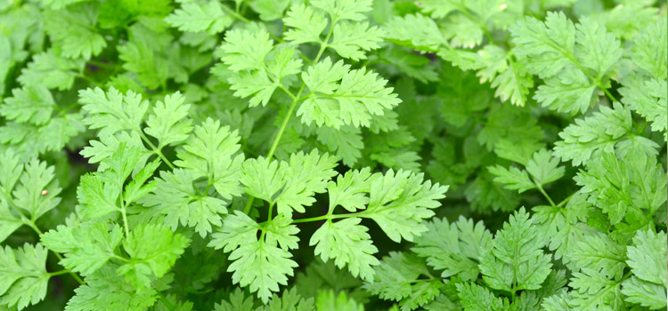 Chervil - a classic ingredient of Fines Herbes recipes