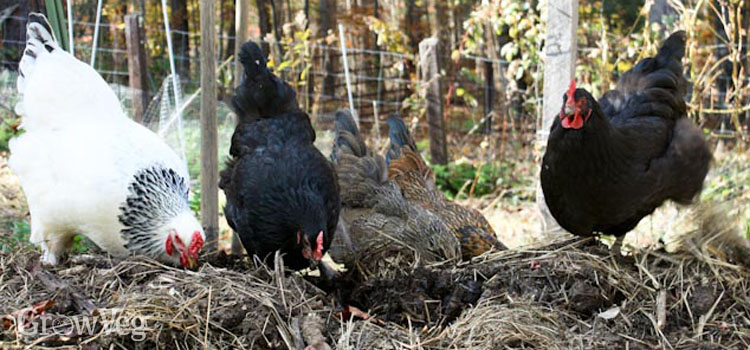 Chickens can be a great complement to a vegetable garden
