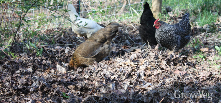 Chickens scratching in leaves