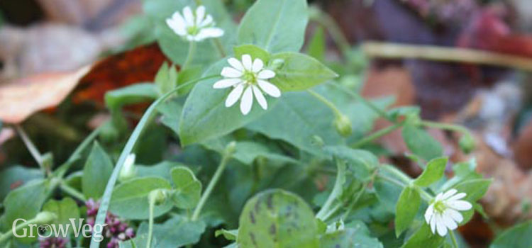 Some winter weeds such as chickweed are edible