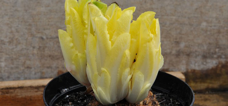 Forcing chicory
