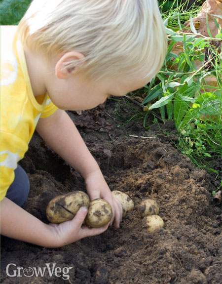 Child harvesting potatoes