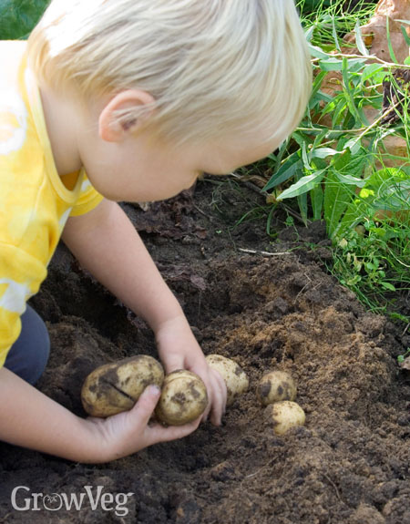 Child digging up potatoes