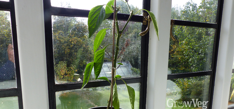 Water overwintering peppers infrequently