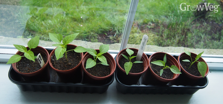 Pepper seedlings growing steadily on the windowsill